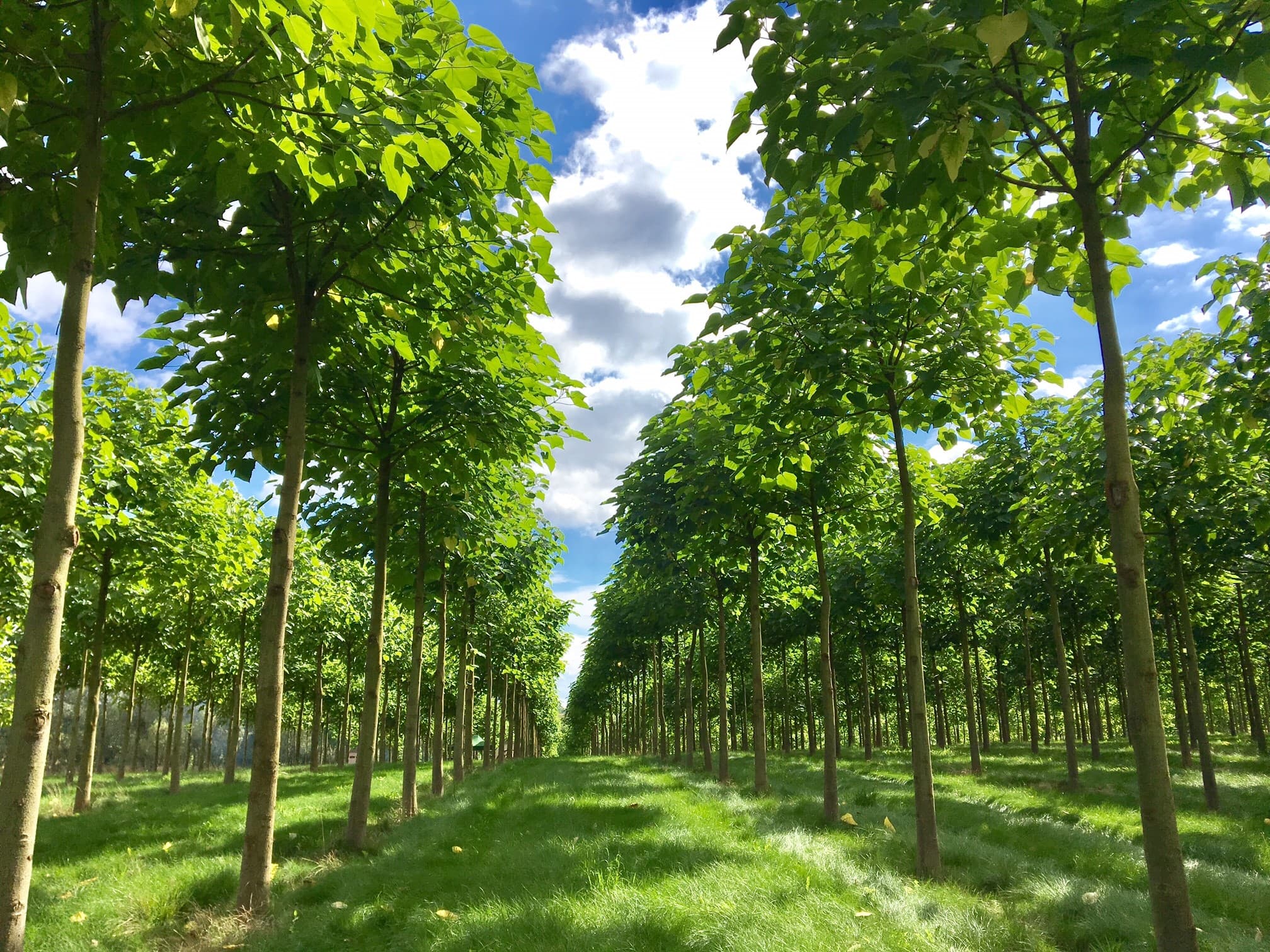 WeGrow Paulownia plantage