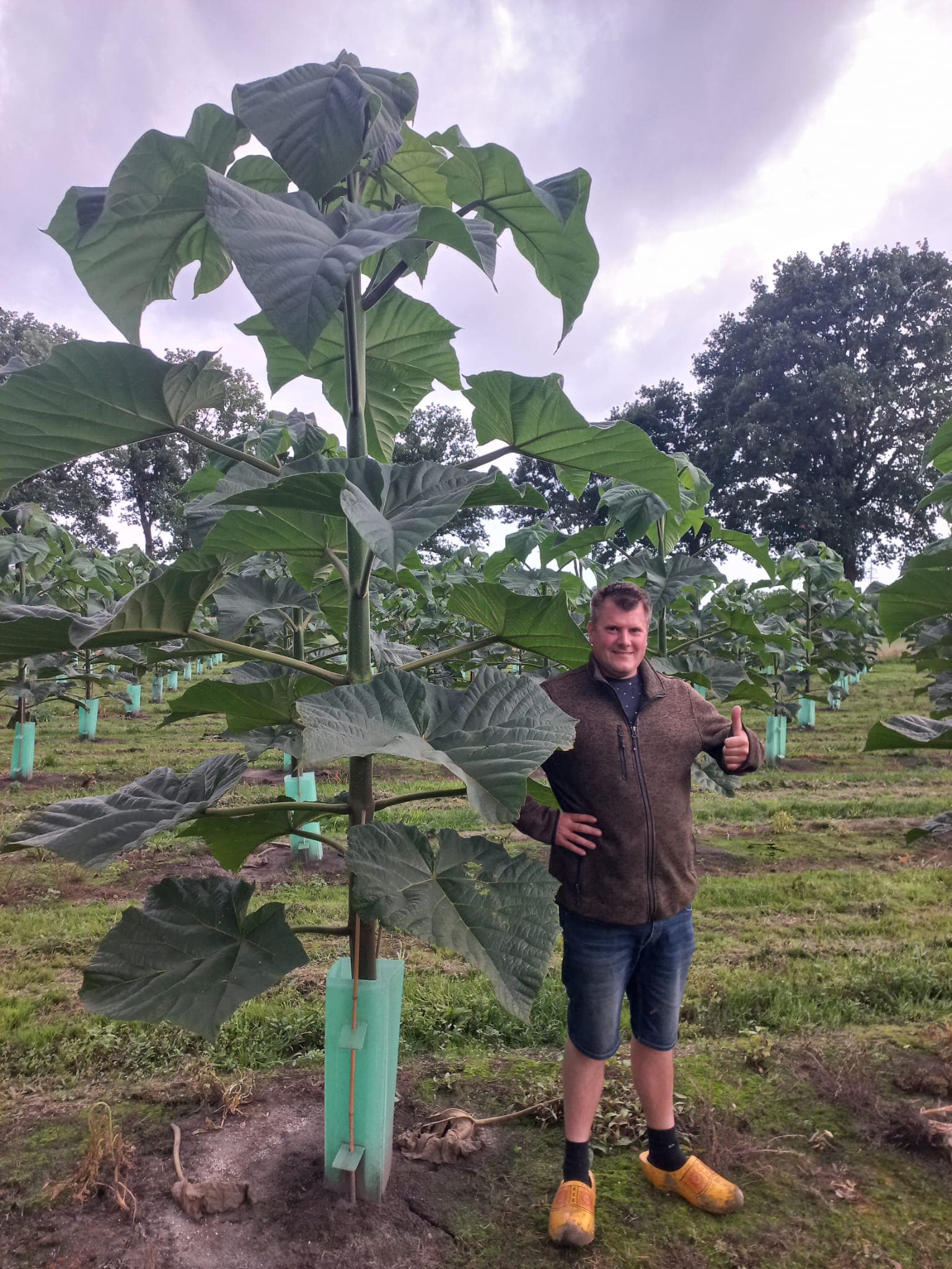 Volwassen Paulownia-boom met teler