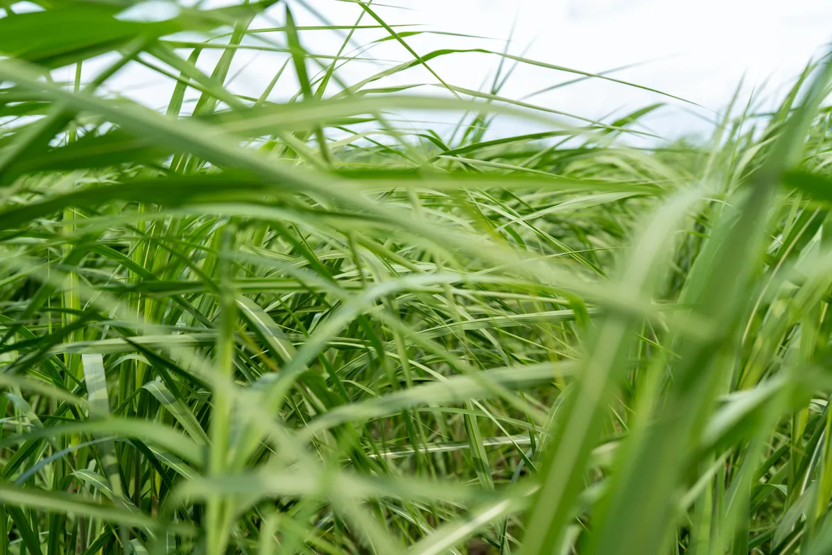 Miscanthus-middagen januari 2026 met perceelbezoek
