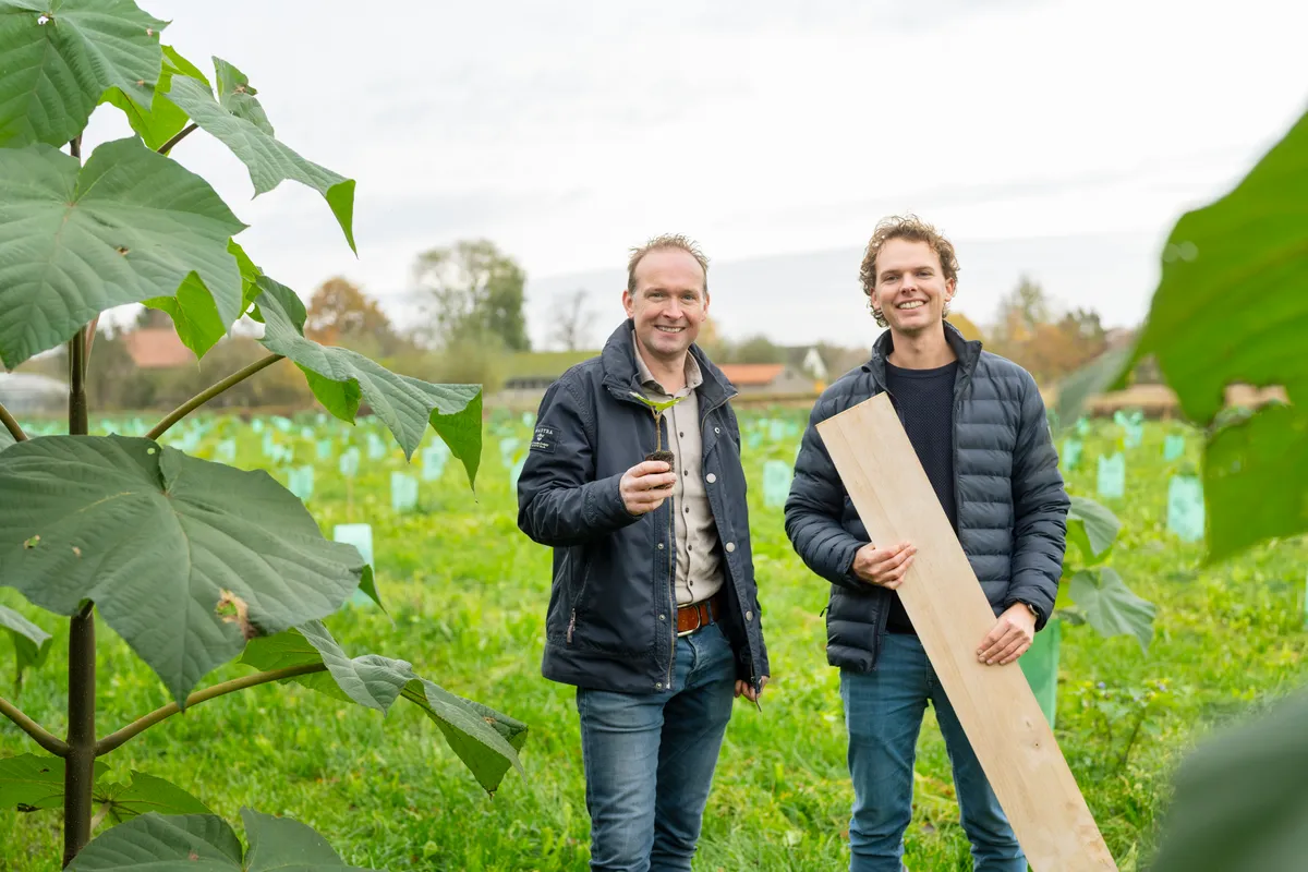 Voorkom invasieve Paulownia soorten