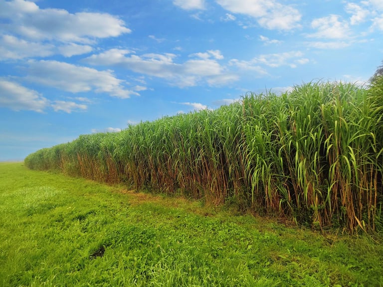 Miscanthus veld in volle groei