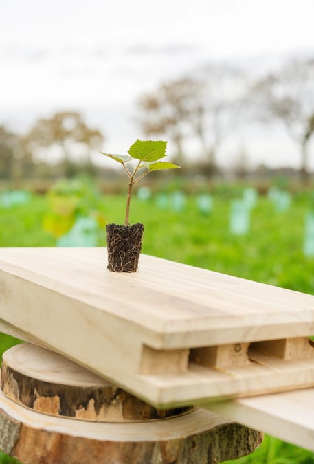 CO2 opslag in biobased gewassen